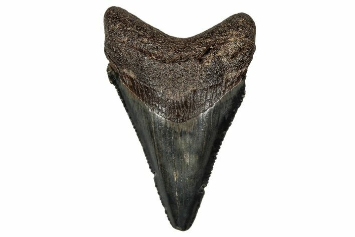 Serrated, Juvenile Megalodon Tooth - South Carolina #340465
